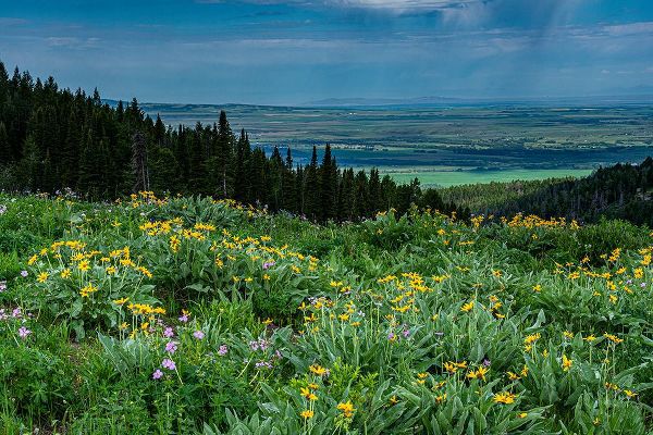 Garber, Howie 아티스트의 USA-Wyoming-Wildflowers and view of Teton Valley-Idaho-summer-Caribou-Targhee National Forest작품입니다.